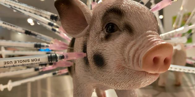 Exponat Antibiotika-Schwein im Disgusting Food Museum Berlin